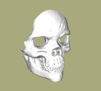 Free 3d Model Skull