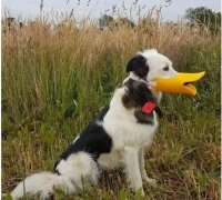 dog muzzle duck face