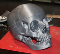 Human Skull 3d Model Free Download