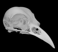 Animal Skull 3d Models To Print Yeggi