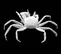 crab trap 3D Models to Print - yeggi