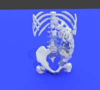 "bone scan" 3D Models to Print - yeggi