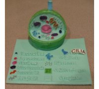 animal cell