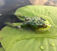 https://img1.yeggi.com/page_images_cache/3441062_frog-fishing-lure-4-versions-3d-print-design-to-download-