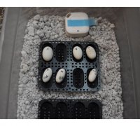 https://img1.yeggi.com/page_images_cache/3732681_gecko-egg-incubation-tray-by-isithrand