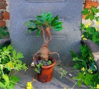 STL file Carnivorous plant, Mandrake 🌿・Design to download and