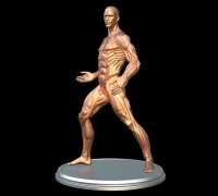 Fichier STL gratuit Modèle anatomique d'Ecorche femelle 🎨・Design