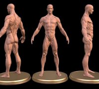 https://img1.yeggi.com/page_images_cache/4352516_man-anatomy-ecorche-3d-model-3d-printable