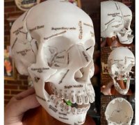 anatomical skull stl file 3D Models to Print - yeggi