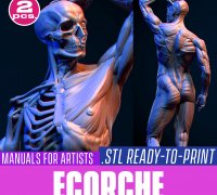 Fichier STL gratuit Modèle anatomique d'Ecorche femelle 🎨・Design