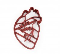 STL file Anatomical Heart Watercolor Painting Palette 🫀・3D
