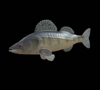 https://img1.yeggi.com/page_images_cache/6075858_detailed-zander-pikeperch-3d-model-3d-printer-model-to-download-