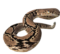 Copperhead snake 3d model. Free download.