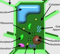 Plant Cell 3d Models To Print Yeggi